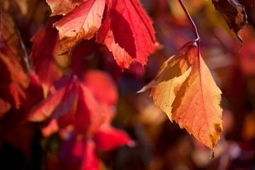 Close-up of colorful autumn foliage