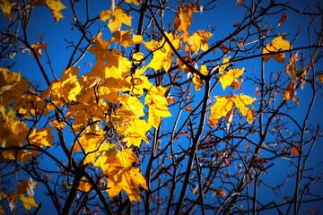 Golden autumn leaves against deep blue sky 