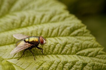 Metallic green fly resting on textured leaf 