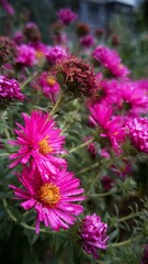 Lush autumn flowers with deep pink petals 