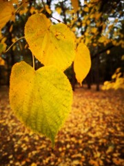 Heart-shaped golden leaves in autumn glow 