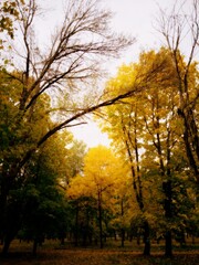 Enchanted fall forest with golden leaves 