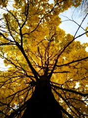 Vibrant yellow maple leaves in fall