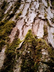 Rough tree bark and organic details