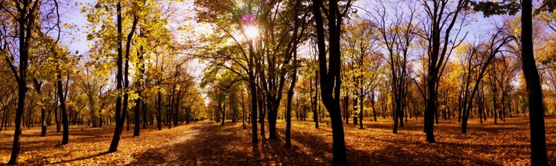 Wide panoramic view of a breathtaking autumn park with golden falling leaves 
