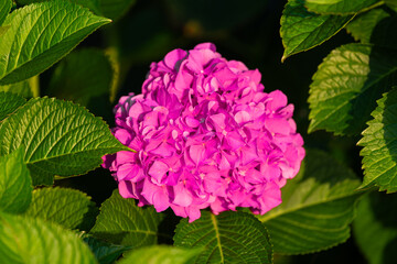 Close-up of vivid pink hydrangea flower in full bloom, surrounded by rich green leaves. The sunlight enhances the natural beauty of the petals and foliage