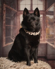 black dog portrait