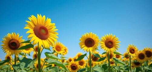 Fototapeta premium Vast sunflower field, vibrant yellow blooms against a clear blue sky, rural, sunflowers