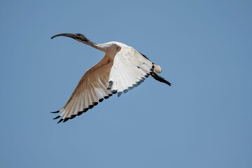 Sacred Ibis bird flying against blue Africa sky