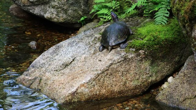 A turtle is resting on a rock by the lakeside.거북이가 호숫가 바위위에서 쉬고있습니다.