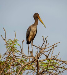 young Marabou stork on a tree branch in Africa