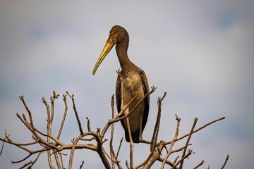 young Marabou stork on a tree branch in Africa