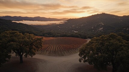 A beautiful vineyard nestled within mountains at sunset or sunrise