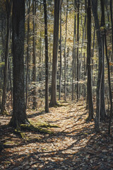 Fototapeta premium Serenely Illuminated Forest: A Haven of Tranquility and Natural Beauty