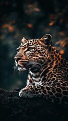 Obraz premium A regal leopard resting peacefully amidst natural and blurred backgrounds