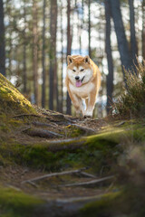 Fototapete bei efototapeten.de bestellen   