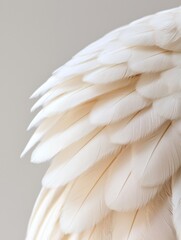 Obraz premium Close-up of a bird's wing. the wing is white and appears to be made of feathers. the feathers are arranged in a fan-like pattern, with the tips of the wings overlapping each other.