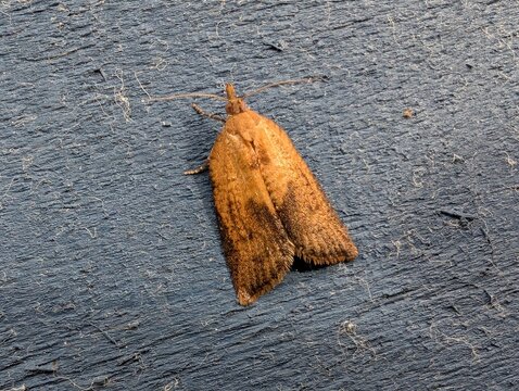 A Light Brown Apple Moth (Epiphyas postvittana)