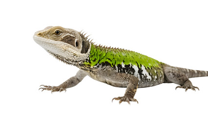 Obraz premium Green Spiked Lizard isolated on transparent background.