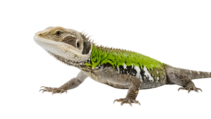 Green Spiked Lizard isolated on transparent background.