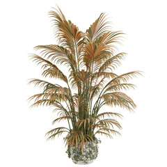 Ornamental palm plant in a decorative pot