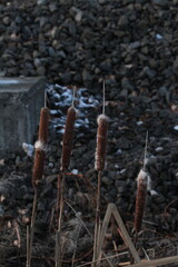 Old reeds in winter 