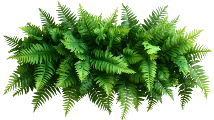 [Transparent Background PNG]Artificial Fern Arrangement Decoration