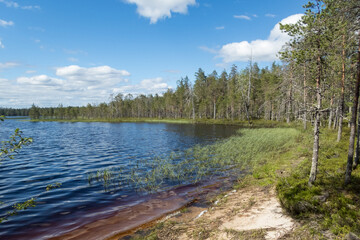 A shore of a wilderness lake in the forests of eastern Finland on a sunny summer day