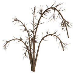 Dried plant stem cluster in a dark background