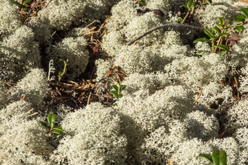 Lichen and lingonberry leaves on the ground in the forests of eastern Finland on a summer day