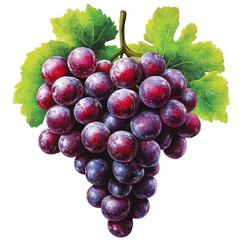 Fototapeta premium [Transparent Background PNG]Beautiful Cluster of Red Grapes Illustration