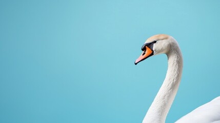 Fototapeta premium Close-up of a white swan's head and neck. the swan is facing towards the right side of the image, with its beak slightly open.