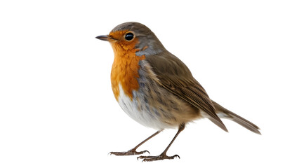 European Robin Bird isolated on transparent background.