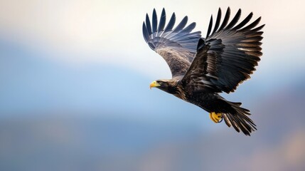 Obraz premium Photograph of a bird in flight. the bird appears to be a sea eagle, with its wings spread wide and its head turned towards the right side of the image.