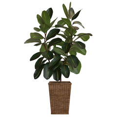 Fiddle-leaf fig plant in a brown woven planter