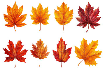 Fototapeta premium [Transparent Background PNG]Autumn Leaves Illustration Collection