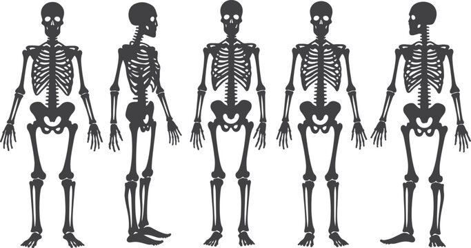Various views of a human skeleton in a medical vector illustration
