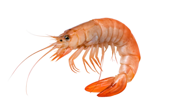 Shrimp with Vibrant Orange Shell isolated on transparent background.