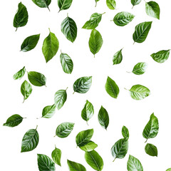 [Transparent Background PNG]Fresh Green Leaves Pattern Background