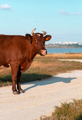 Brown cow standing on a sandy beach with a distant city in the background.