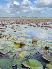 Lotus flower season in the lake, pink flowers, Tourists take a boat to see lotus flowers at Thale Noi, Phatthalung, Unseen Thailand.