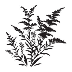Detailed Silhouette Goldenrod Plant Illustration With Flowers and Leaves