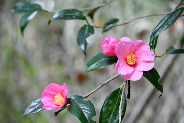 ピンク色の椿の花