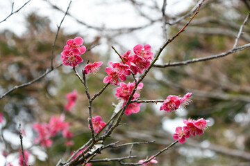 早春の梅の花