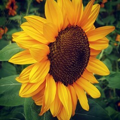 Sunflower in Spring in a garden