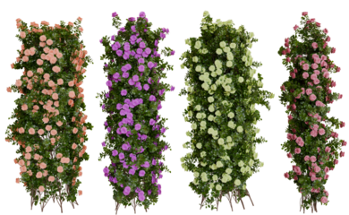 Four Vertical Rows of Colorful Climbing Roses