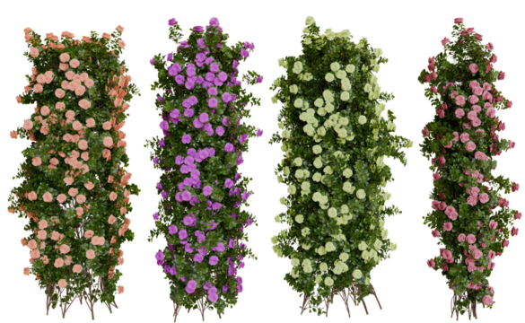 Four Vertical Rows of Colorful Climbing Roses