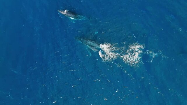 4K Drone View of two killer orcas attack the whale baby in a blue ocean.