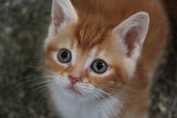 close-up of a small red and white kitten looking up into the camera