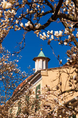 Spring in Lucca. Beautiful magnolia flowers with St Jerome church lantern and cross